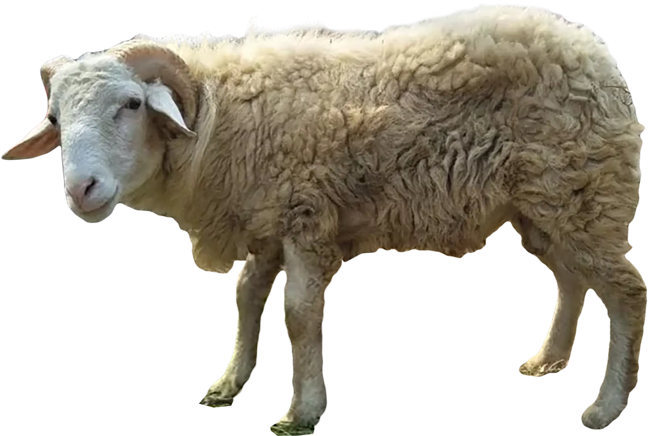 Hewan Domba dari tebar.info