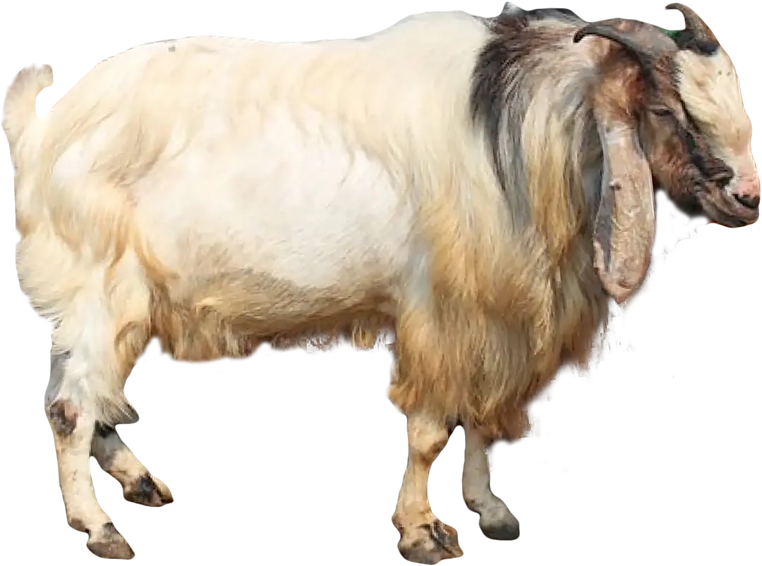 Hewan Kambing dari tebar.info