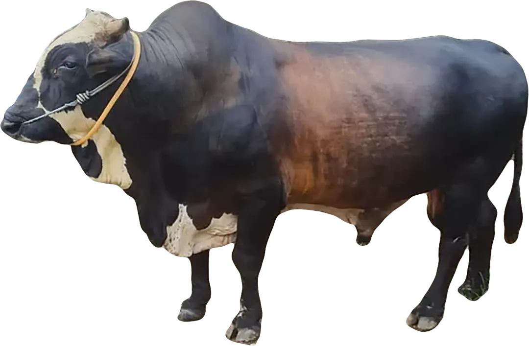 Hewan Sapi dari tebar.info